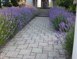 Lavendel Am Wegrand Garten Garten Lavendel Bepflanzung