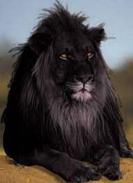 Rare Black Lion Rare Animals Animals Animals Wild