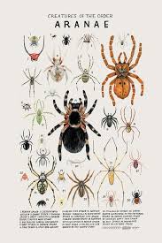 Epingle Sur Insectes A Peindre