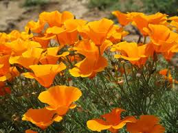 Biologists and law enforcement are pushing to dismantle these unauthorized weed grow sites found on the state's federal and state parks.➡ subscribe: California Poppy Info Learn About Growing California Poppies