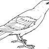 Popular upcoming coloring page suggestions: 1