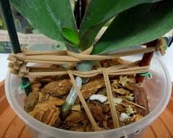 If your orchid is starting to wilt or is no longer growing properly, check out this tutorial and get useful tips on how to revive it. The Orchid Perishes How To Save Without Leaves How To Distinguish Living From Dead Roots Building Care