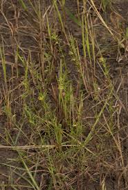 Image result for Vahliaceae