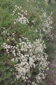 Image result for Clerodendrum fasciculatum