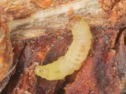 Image result for Cydia strobilella