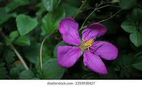 Image result for Heterotis rotundifolia