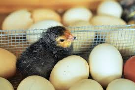 Ini adalah hal yang wajar, dan bahkan semua orang pasti mengalaminya. Bagaimana Anak Ayam Pecahkan Telur Saat Menetas Sains Menjawab