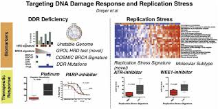 By the time pancreatic cancer in cats has been detected, the disease has usually progressed far along. Targeting Dna Damage Response And Replication Stress In Pancreatic Cancer Gastroenterology