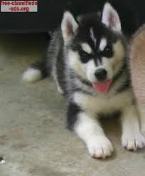 Our mission (and passion) is to help get homeless pets out of the shelters and into loving homes. Free Classifieds Ads Org Blue Eyes Siberian Husky Puppies For Sale Siberian Husky Puppies Husky Puppies For Sale Husky