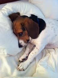 Basset Hound Beagle Mix Black And White Beagle Basset Hound Mix Basset Hound Mix Beagle Hound Hound Puppies