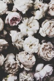 Black And White Flower Screensaver Peonies Flowers Floral Beautiful Flowers