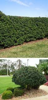 Waxleaf Privet Hedge Natural Fence Garden Landscaping Hedges