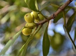 Image result for Ficus craterostoma