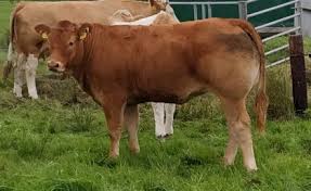 Loyal heifer x THZ dam 9 months Castlefleming Nora Tom Wall Laois b