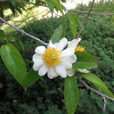 Image result for Oncoba