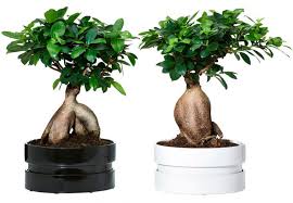 Bonsai bakımı için ışık en önemli faktörlerden biridir bu yüzden güney cephesinde yer alan pencere yanına koyarsanız daha hızlı büyüdüğünü gözlemleyebilirsiniz. Bonsai Bakimi Sulamasi Cogaltilmasi Nasil Yapilir Uzman Evim
