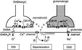Dse is listed in the world's largest and most authoritative dictionary database of abbreviations and acronyms. A Current Model For Mechanisms Of Dsi Left And Dse Right Download Scientific Diagram