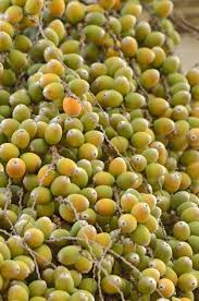 Perennial plants can be propagated either by sexual or vegetative means. Can You Eat Pindo Palm Fruit Edible Pindo Fruit Uses And Ideas