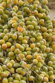 The true butia capitata was first described and named by martius as cocos capitata in 1826. Can You Eat Pindo Palm Fruit Edible Pindo Fruit Uses And Ideas