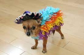 Pinata Costume For Chihuahua Diy Pet Costumes Dog Halloween Pet Halloween Costumes