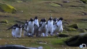 After all it is largely. 15 Lessons About Love You Can Learn From Penguins Yes Penguins The Good Men Project