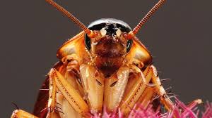 How to get roaches out of your house. Do Flying Cockroaches Target Your Face Or Does It Just Feel That Way Cockroaches Roach Control Insects