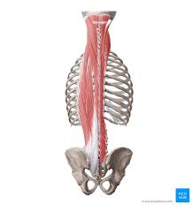 This blog post article is an overview of the muscles of the lumbar spine of the trunk. Deep Back Muscles Anatomy Innervation And Functions Kenhub