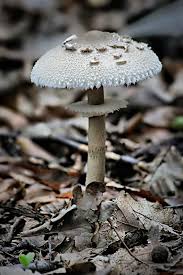 Pin By Lucia Franca On Cogumelos E Fungos Stuffed Mushrooms Magical Mushrooms Fungi