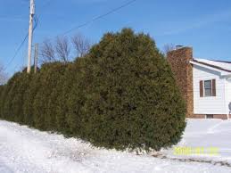 Prune down to ground level in the early spring, before flowering and budding. Techny Arborvitae Windbreak Trees