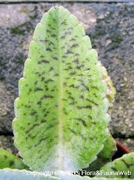 Image result for Kalanchoe gastonis-bonnieri