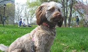 This should keep a check on possible behavioral issues like barking habits and stubbornness, as they grow up. Doxiepoo Dog Breed Information