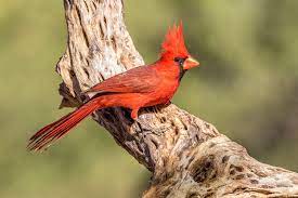 Cardinal birds have played countless roles in mythology and literature through the centuries: For Male Cardinals The Redder The Better Audubon