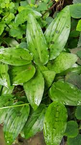 Image result for Drimiopsis