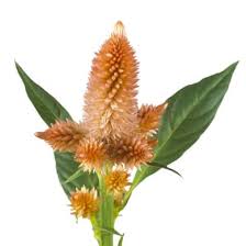 Image result for Celosia pandurata