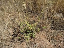 Image result for Pandiaka