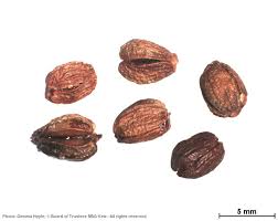 Image result for Bridelia duvigneaudii