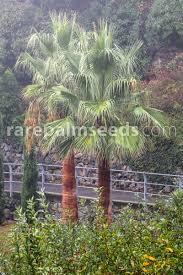 Image result for Washingtonia