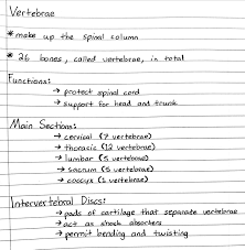 Vertebrae Medical Student Study Nursing School Studying Nursing School Notes
