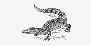 Diagram of crocodile showing neck scales nostrils eyes. Nile Crocodile Reptile Drawing Black And White Crocodile Black And White Drawing Transparent Png 455x340 Free Download On Nicepng