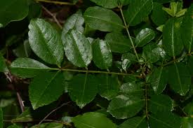 Image result for Zanthoxylum holtzianum
