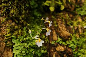 Image result for Utricularia striatula