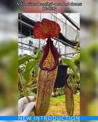 Image result for Albertisia exelliana