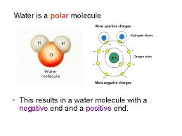 What is meant when water is called a polar molecule? Properties Of Water Properties Of Water What Is