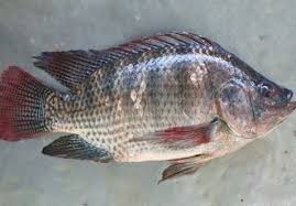 Kalau serius, anda bisa menjadikan usaha budidaya ikan nila sebagai. Informasi Harga Ikan Nila Agustus 2021