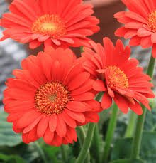 Garvinea Sweet Glow Gerber Daisy Monrovia Garvinea Sweet Glow Gerber Daisy In 2020 Bloom Where Youre Planted Gerber Daisies Monrovia Plants