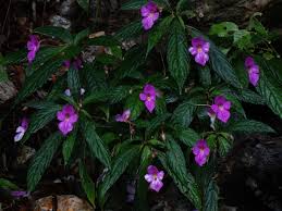 Image result for Impatiens rubromaculata
