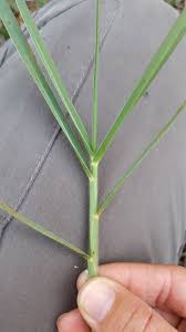 Image result for Panicum repentellum