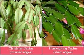 Unlike the christmas and thanksgiving cacti, the easter cactus only blooms once a year. Holiday Cactus Care Care Tips For Growing Your Holiday Cactus