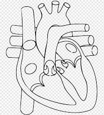 New channel plz subscribe our channel it will be a great support for making other such videos#draw liver, #liver diagram, #liver. Anatomy Heart Drawing Diagram Human Heart Heart Monochrome Human Png Pngwing