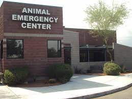 Check spelling or type a new query. About Our Veterinary Hospital Animal Emergency Center Of Las Vegas And Henderson
